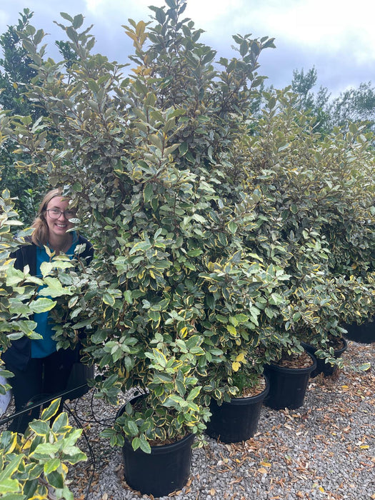 Elaeagnus x Vivileg 40 Litre Pot 150/175cm