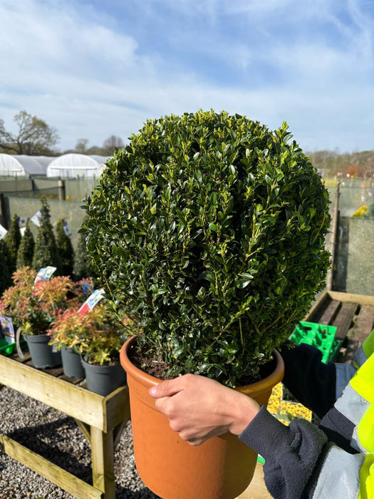 Buxus Sempervirens Ball 12 Litre Pot 40/45cm