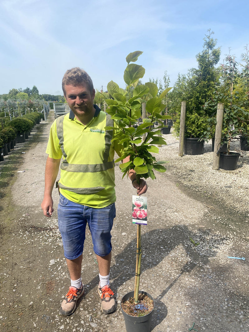 Magnolia Satisfaction 5 Litre Pot 1/4 Standard