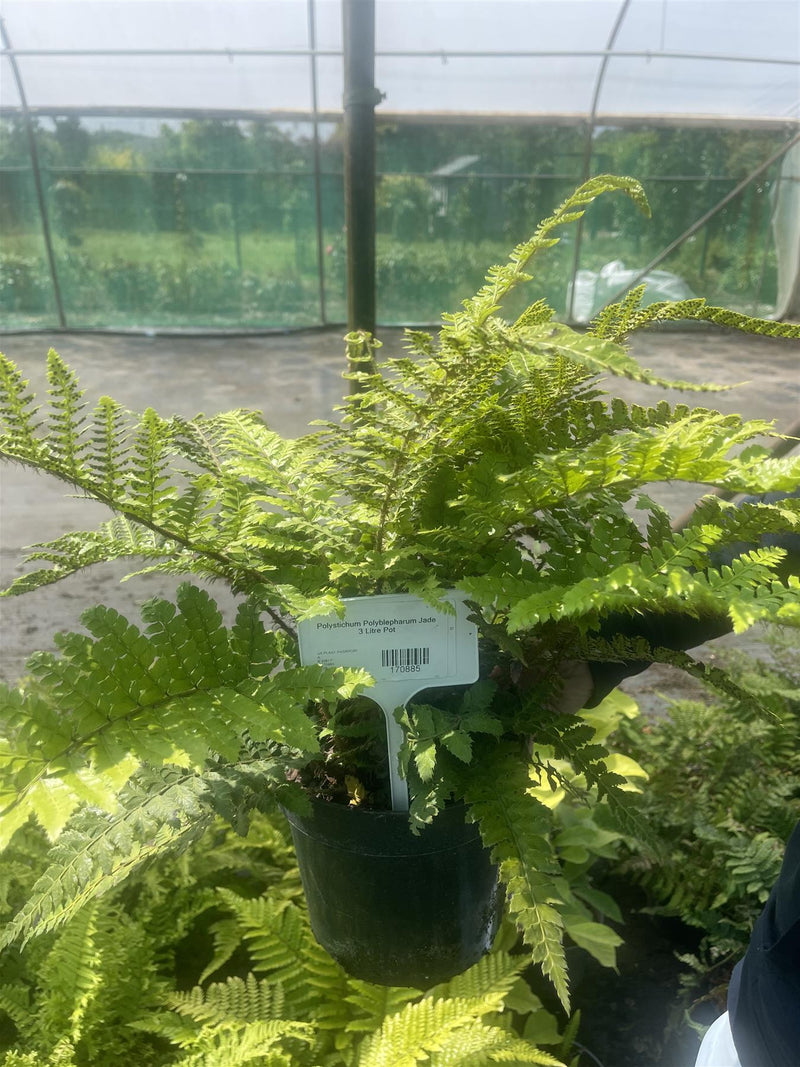 Polystichum Polyblepharum Jade 3 Litre Pot