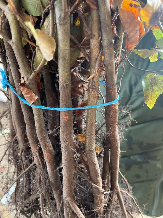 Beech Hedging Green 60-80cm Bare Root Delivery from November