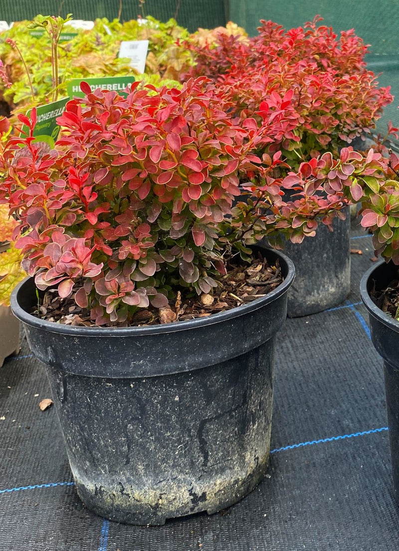 Berberis Admiration 3 Litre Pot