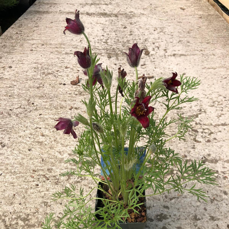 Pulsatilla Vulgaris Rubra  3 Litre Pot