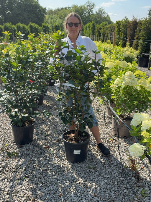 Camellia Jap. Rosedale's Beauty 18 Litre Pot