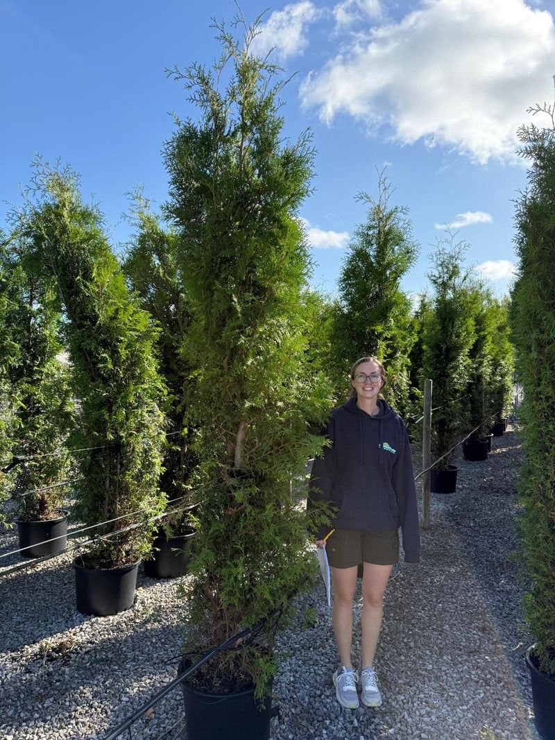 Thuja Brabant 250-275cm 45 Litre Pot Seconds Grade — Grasslands Nursery