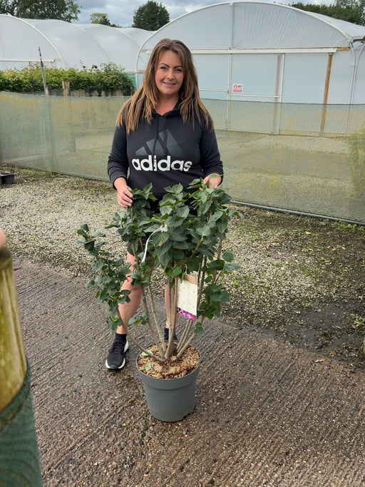 Syringa Michel Buchner 12 Litre Pot 80-100cm