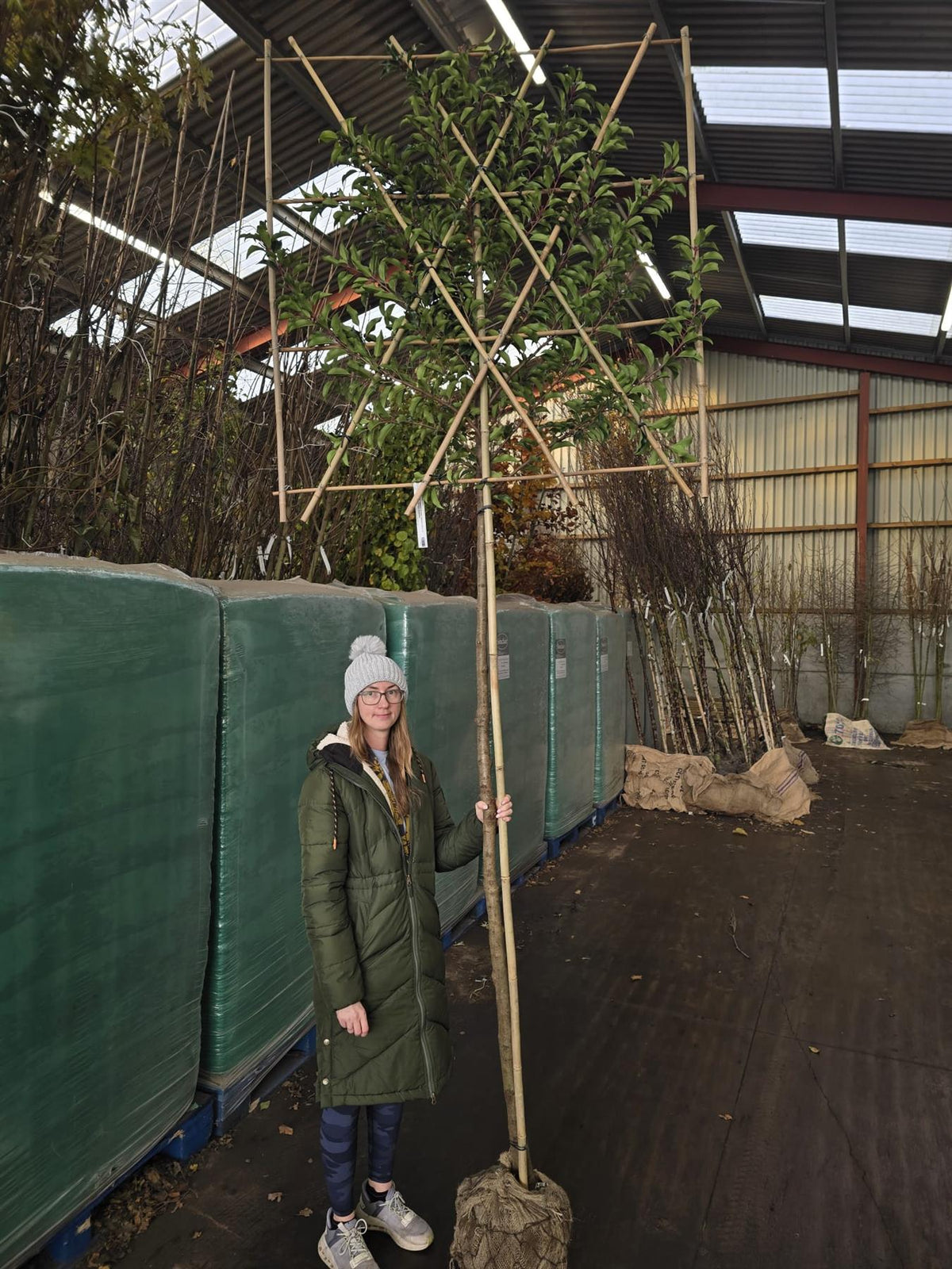 Prunus Lusitanica Brenelia Pleached 180cm St 120x120 10/12cm