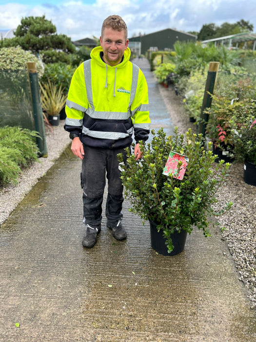 Azalea Japonica Johanna 15 Litre Pot
