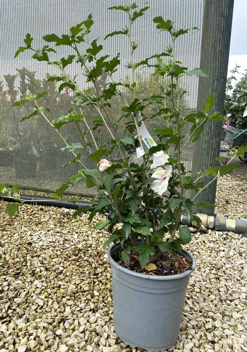Hibiscus Pinky Spot 4.5 Litre Pot