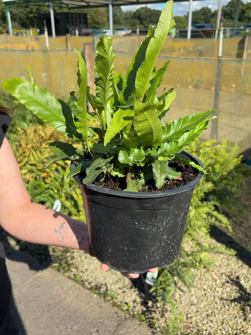 Aspleniun Scolopendrium 5 Litre Pot