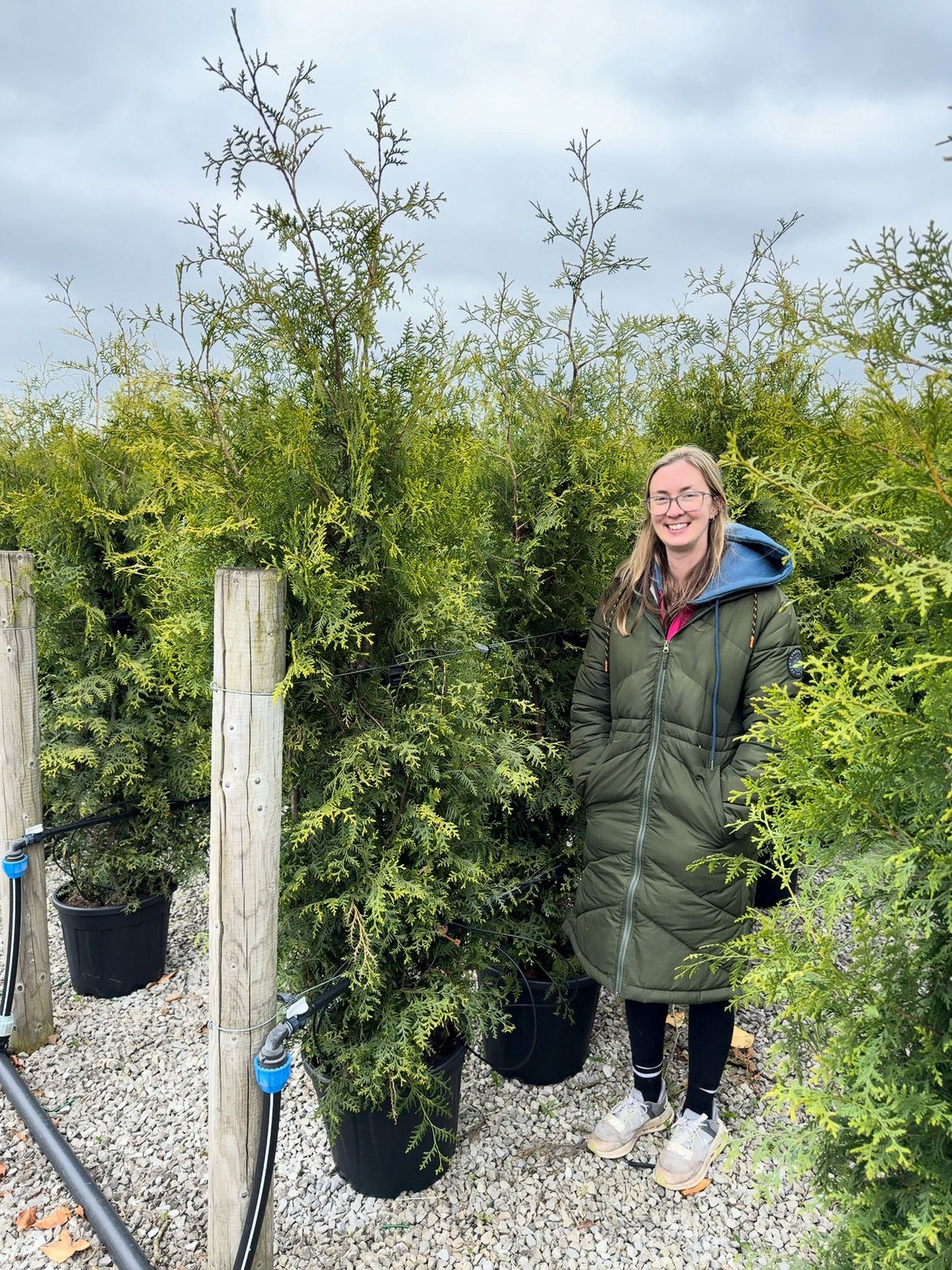 Thuja Brabant 180-200cm 30 Litre Pot