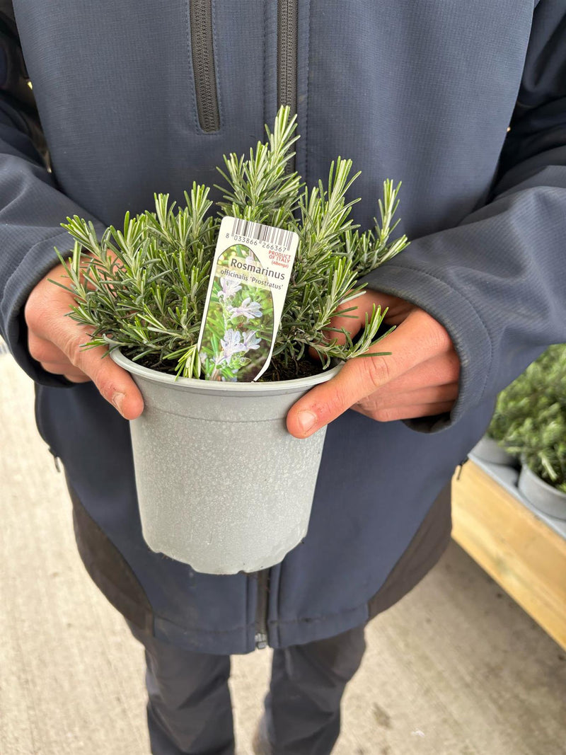 Rosemary  creeping form 14cm