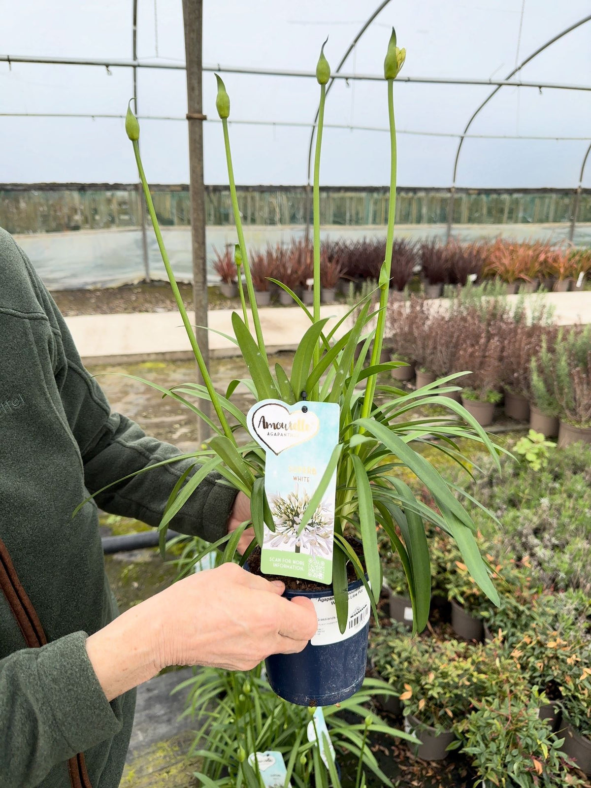 Agapanthus Amourette Superb White 1.5 Litre Pot