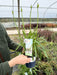 Agapanthus Amourette Superb White 1.5 Litre Pot