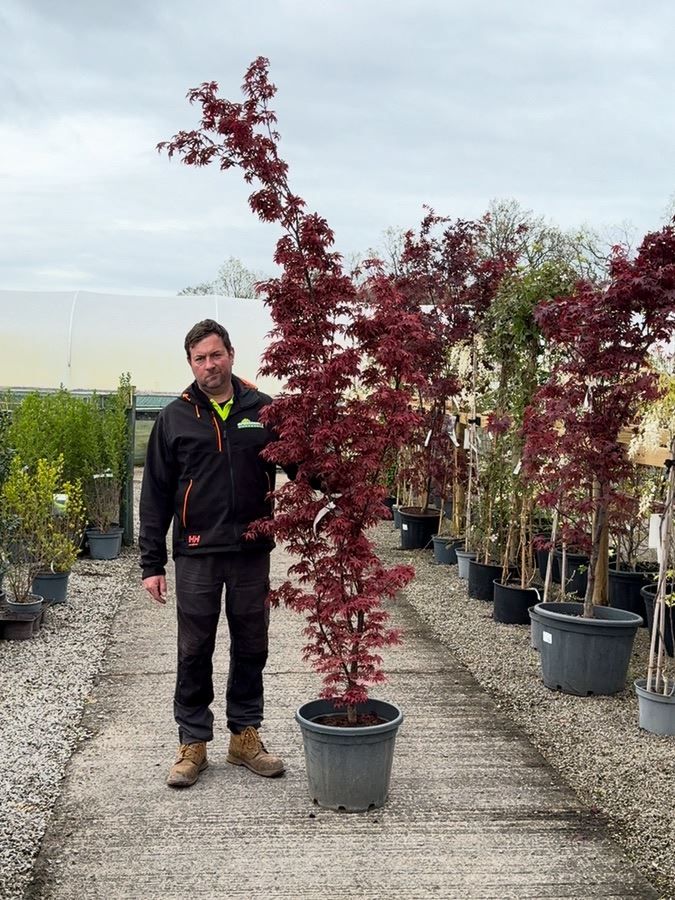 Acer Palmatum Twombly's Red Sentinel 30 Litre Pot