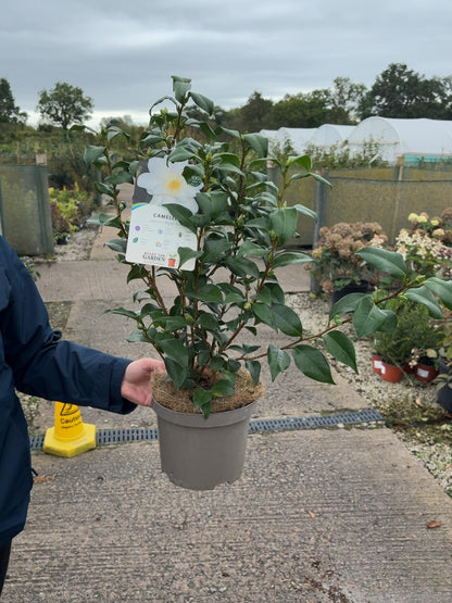 Camellia Japonica Myaki Dori 3 Litre Pot