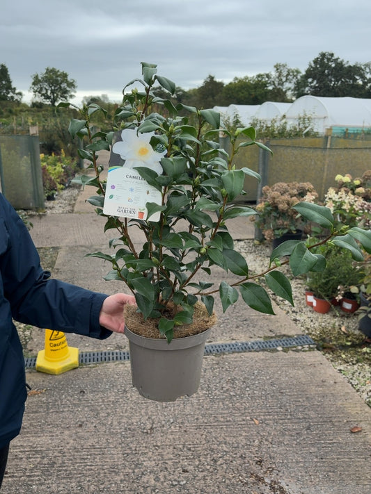 Camellia Japonica Myaki Dori 3 Litre Pot