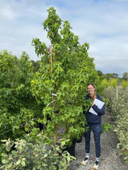 Liquidambar styraciflua Lane Roberts 30 Litre Pot