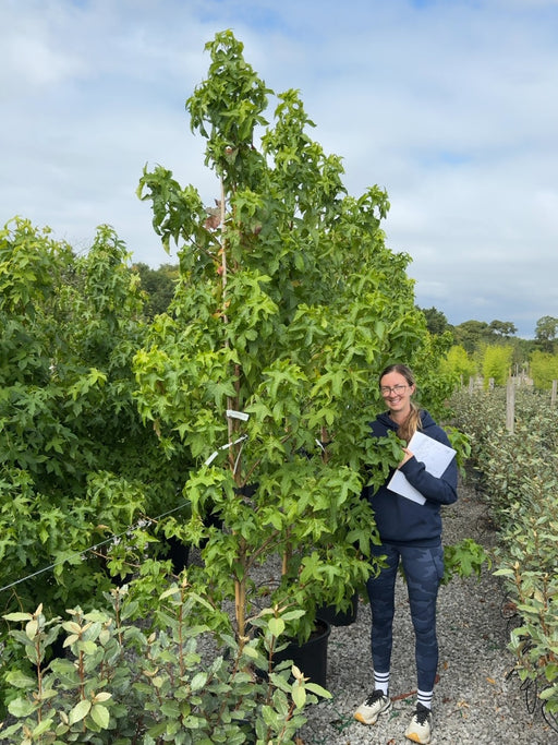 Liquidambar styraciflua Lane Roberts 30 Litre Pot