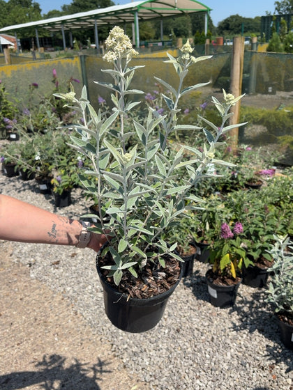 Buddleja davidii Silver Anniversary® - Butterfly Bush 3 Litre Pot