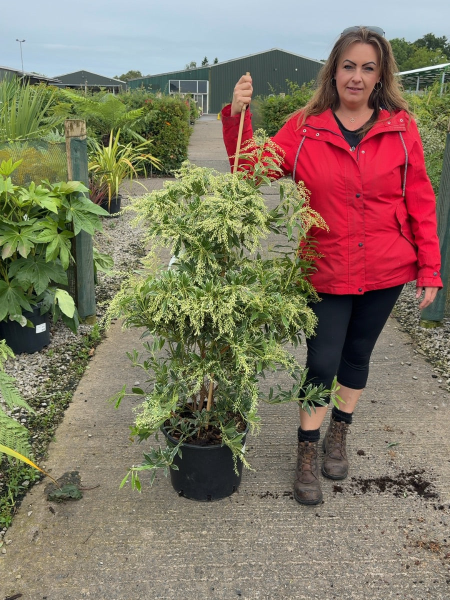 Pieris Japonica Flaming Silver 20 Litre Pot 80-100cm Tall