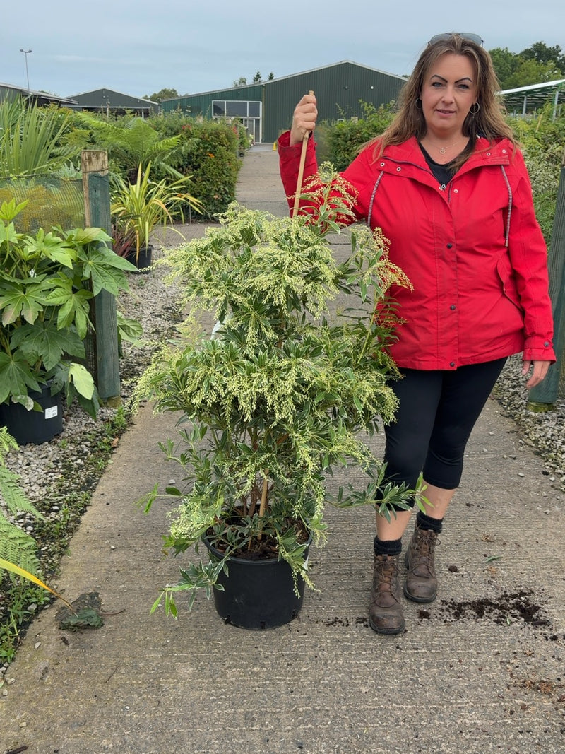 Pieris Japonica Flaming Silver 20 Litre Pot 80-100cm Tall