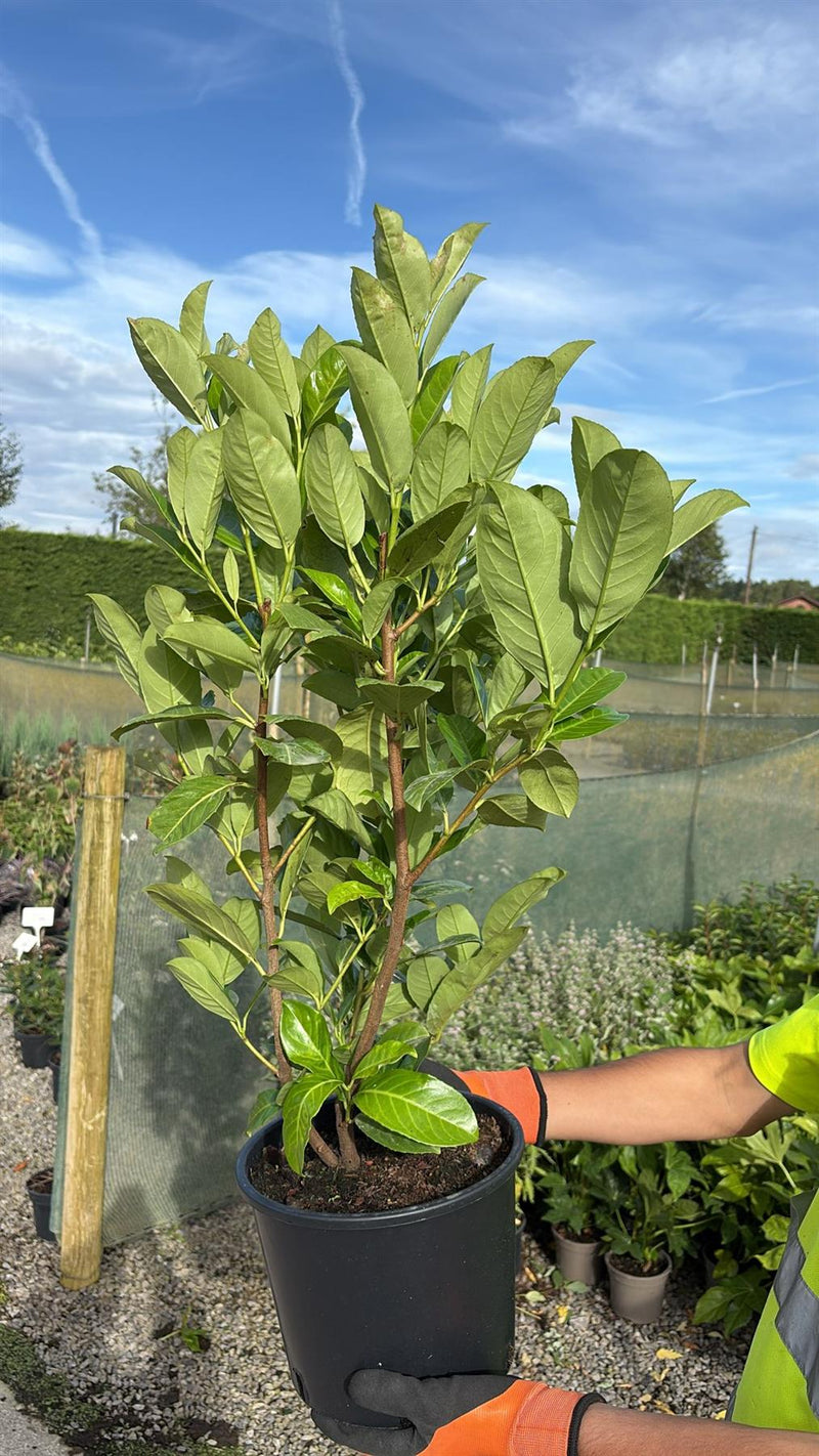 Big Deal Cherry Laurel Hedging 4.5 Litre 60-80cm x 50