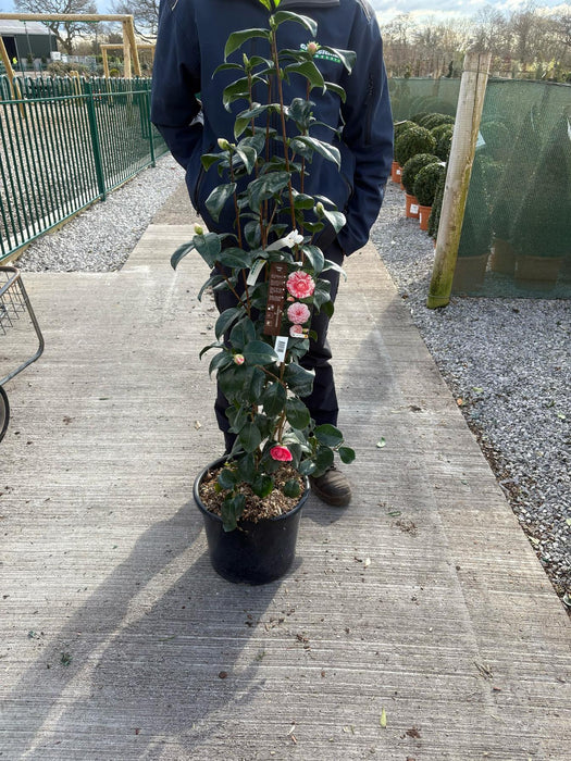 Camellia Japonica Marguerite Goullion 15 Litre Pot
