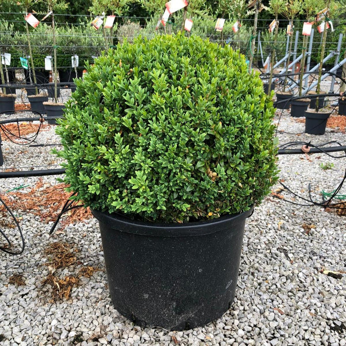Buxus Sempervirens 50cm Diameter