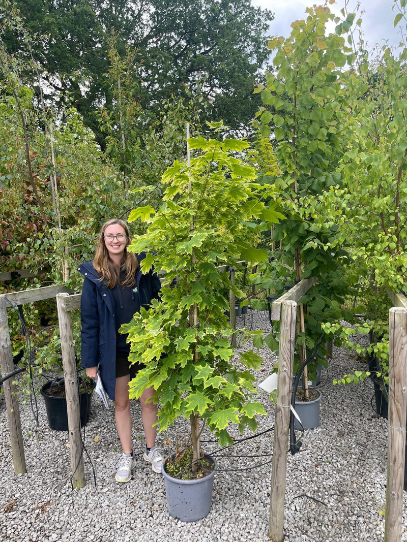 Acer Platanoides Drummondii 15 Litre Pot