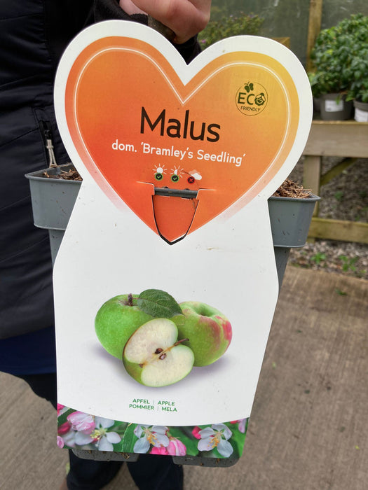 Apple Bramleys 5 Litre Pot Patio Fruit