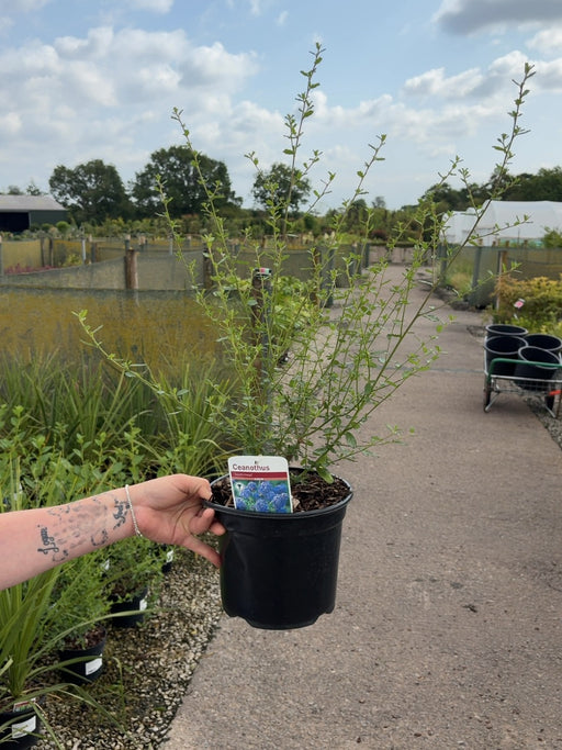 Ceanothus Southmead 3 Litre Pot