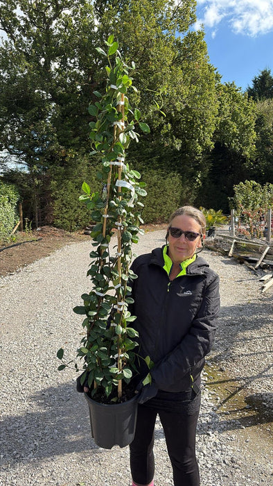 Trachelospermum Jasminoides 9 Litre Pot 3 Canes 140/150cm