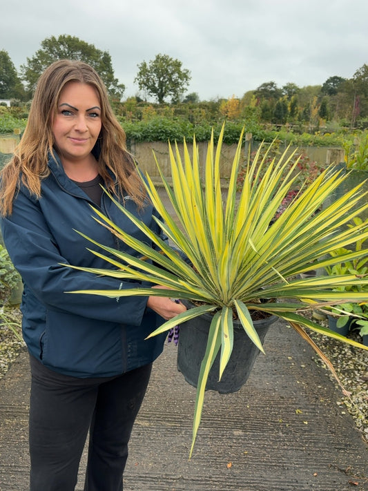 Yucca Fil. Golden Sword 9 Litre Pot