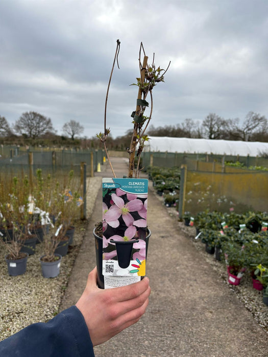 Clematis montana Mix — Grasslands Nursery