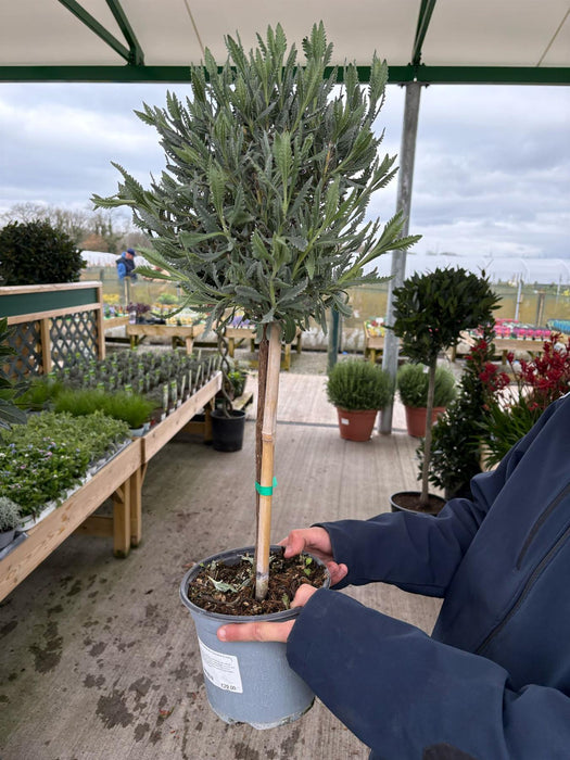 Lavender Dentata Mini Standard 3 Litre Pot