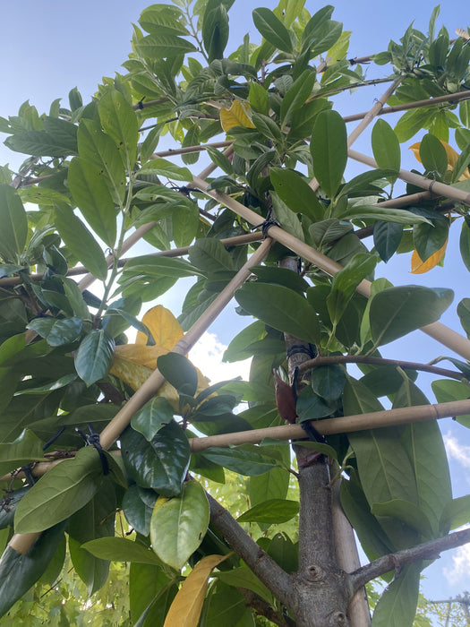 Prunus laurel Novita Pleached 180cm Stem 120x120cm Frame