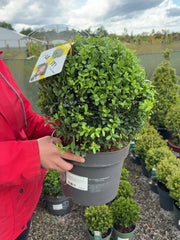 Ilex Crenata Dark Green Ball 7.5 Litre Pot 30cm