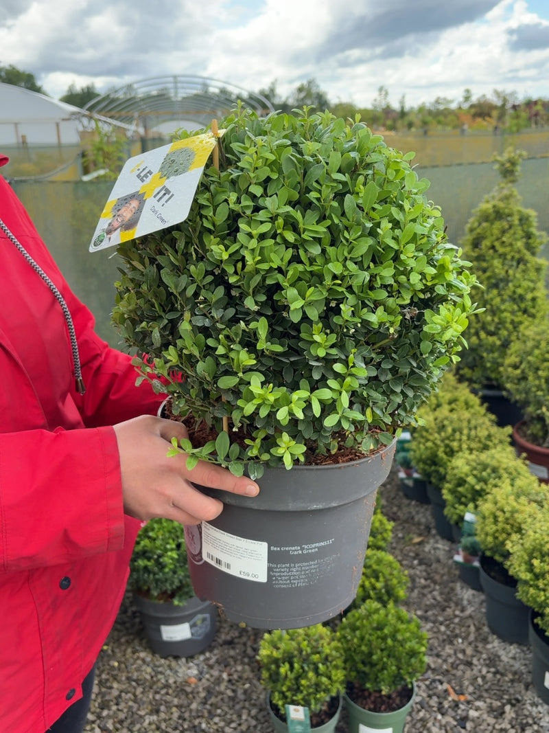 Ilex Crenata Dark Green Ball 7.5 Litre Pot 30cm