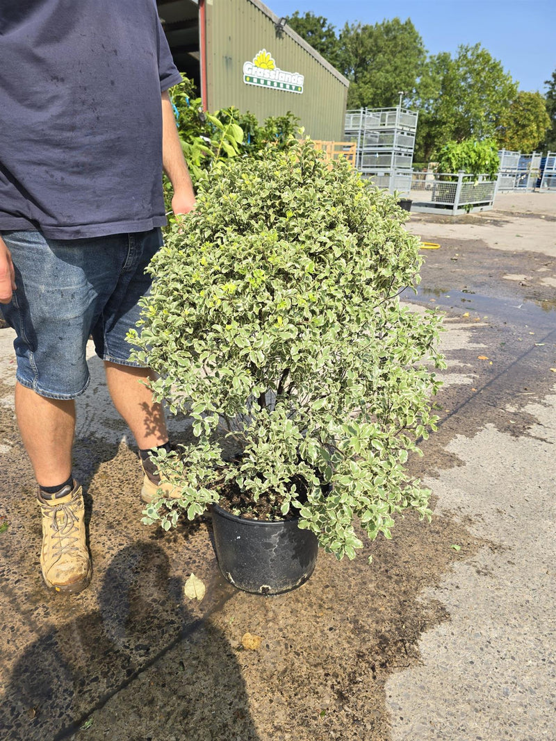 Pittosporum ten. Variegatum 20 Litre Pot 80-100cm Tall