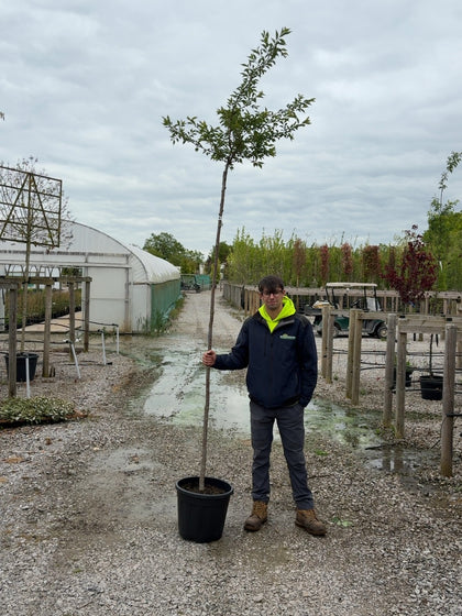 Prunus sub. Autumnalis Standard 6-8cm Girth Pre Order/Ready For June