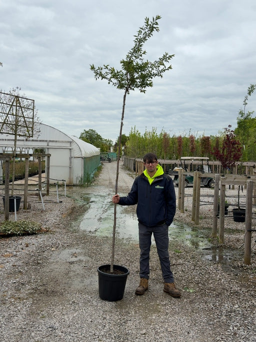 Prunus sub. Autumnalis Standard 6-8cm Girth Pre Order/Ready For June