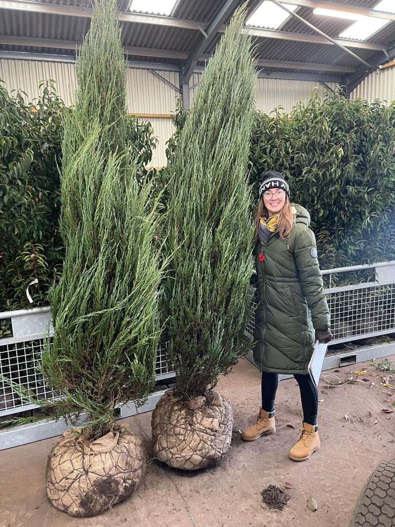 Juniperus Blue Arrow Root Ball Specimen Sized 200/225cm