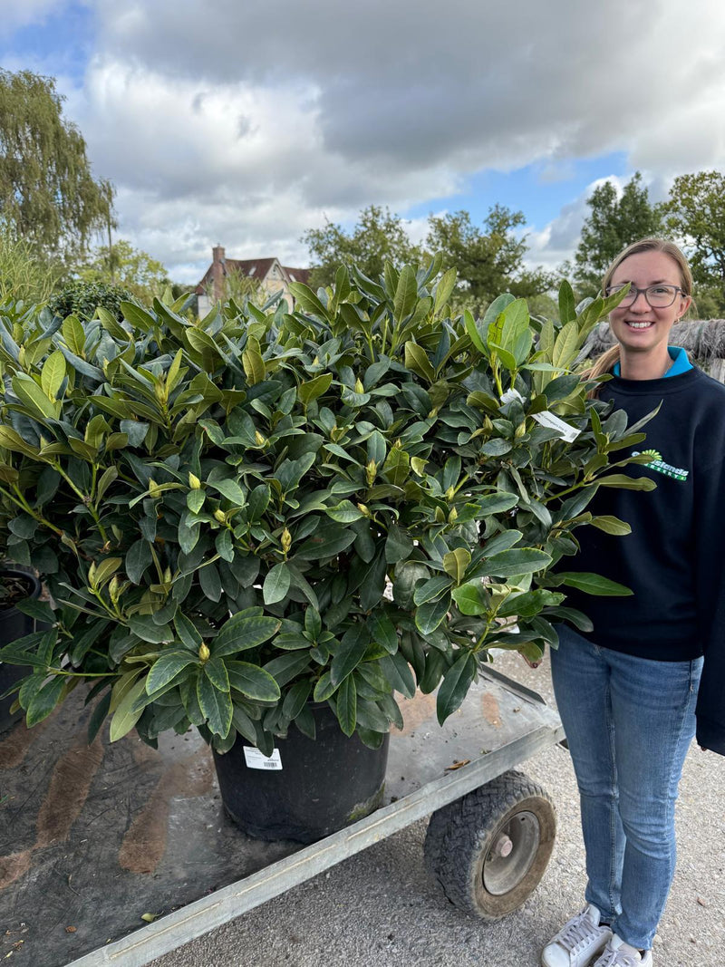 rhododendron hybrid cunningham's white Rhododendron Hybrid Cunningham's White 45 Litre Pot 125cm Wide — Grasslands  Nursery