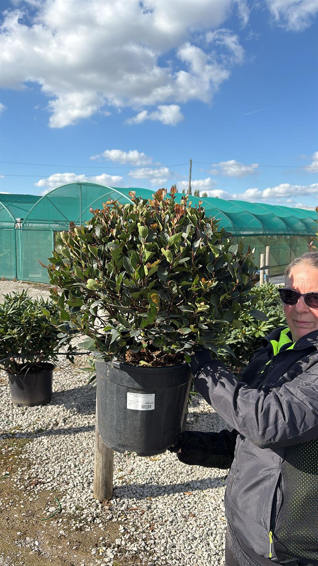 Photinia Little Red Robin Topiary Ball 50-60cm 18 Litre Pot ...