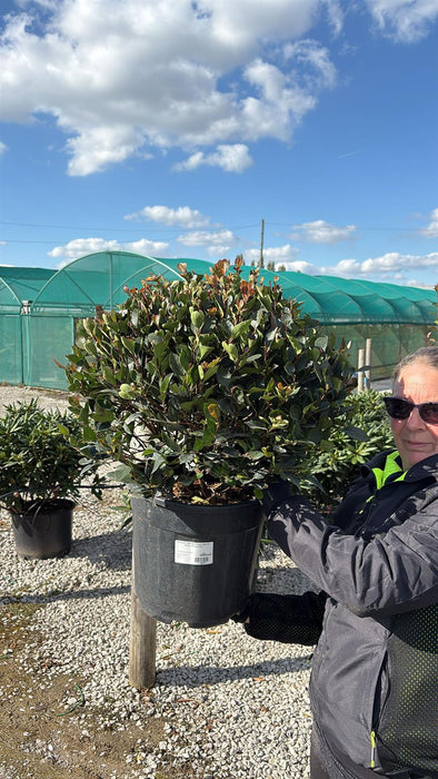 Photinia Little Red Robin Topiary Ball 50-60cm 18 Litre Pot