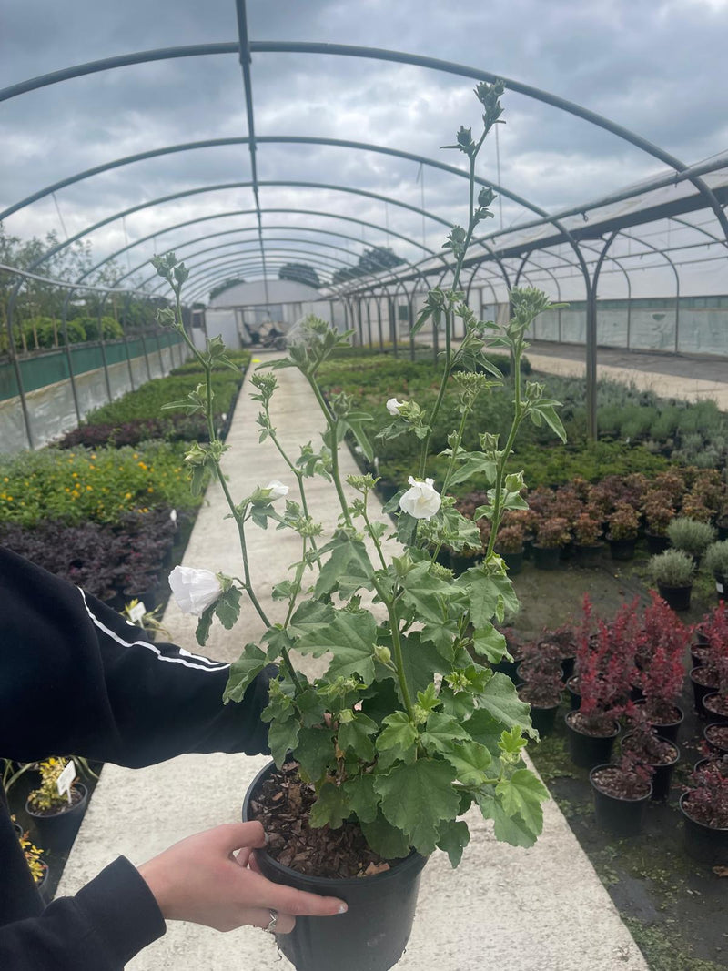 Lavatera Marshmallow Ice White 3 Litre Pot