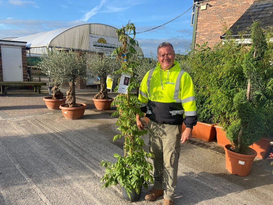 Wisteria Sinensis 10 Litre Pot 175/200cm