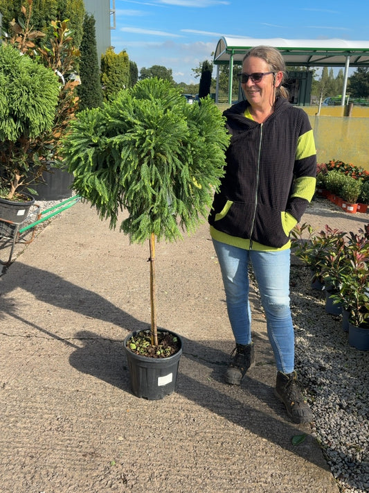 Cryptemeria Japonica Globosa Nana Half Standard 12 Litre Pot