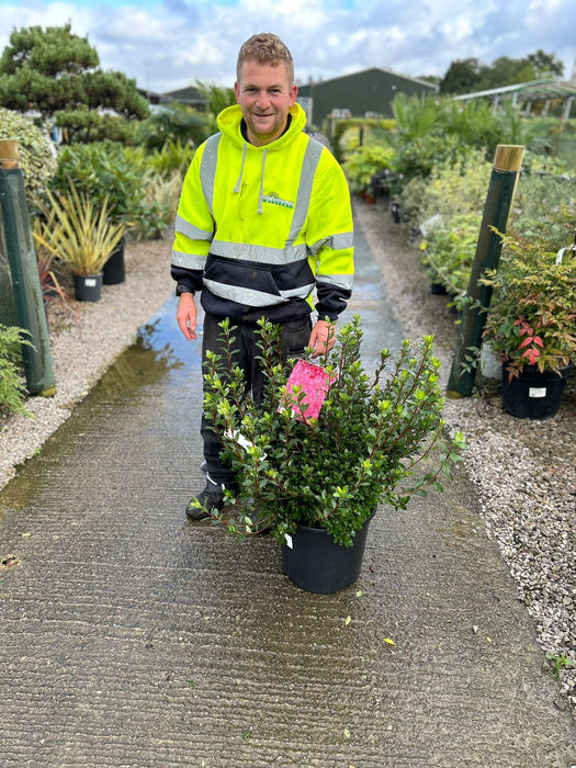Azalea japonica Thierry 30 Litre Pot